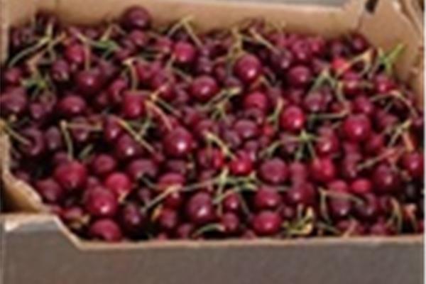 Kers Lapin Vers aanbod in de winkel op 10 juli en 11 juli Webshop